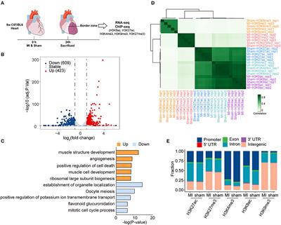 The Regulatory Role of Histone Modification on Gene Expression in the Early Stage of Myocardial Infarction